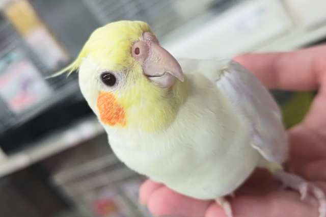 まさにツンデレかわいい～🍦 オカメインコ(ルチノー)