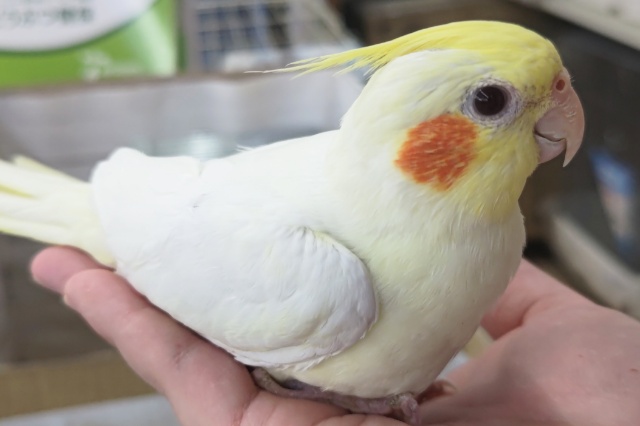 オカメインコ