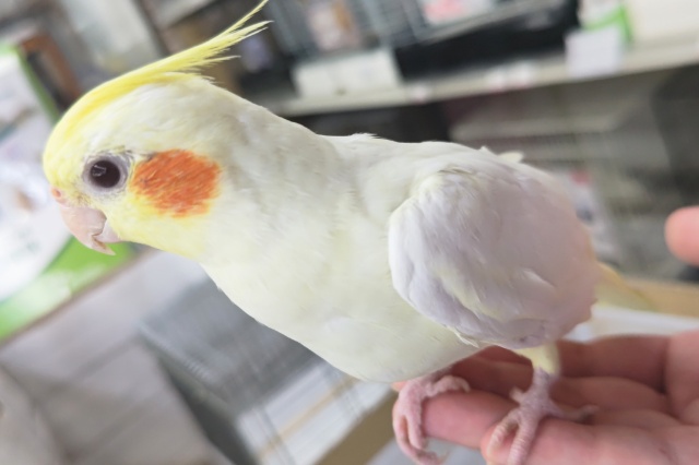 オカメインコ