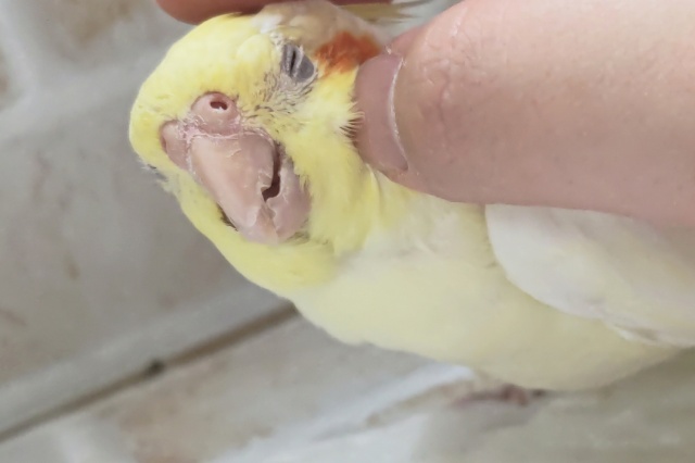 オカメインコ