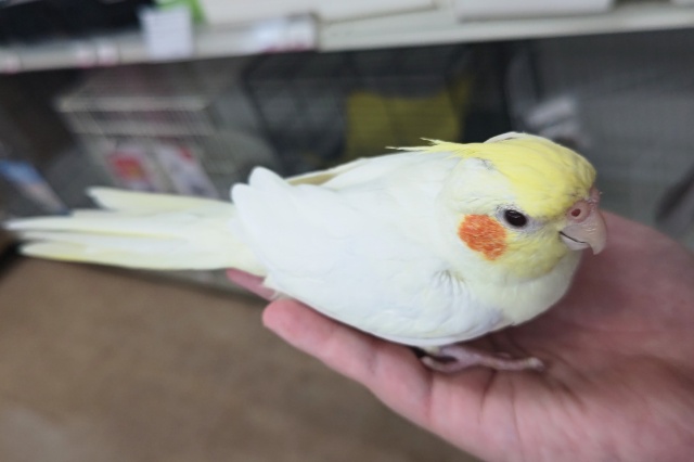 オカメインコ