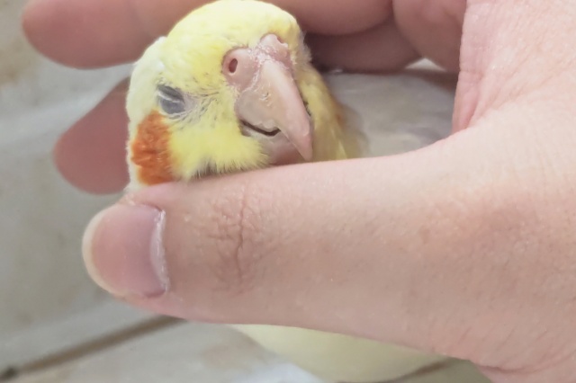 オカメインコ