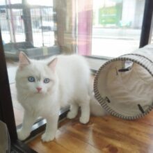 最新画像！ラグドール(ブルーポイントバイカラー)男の子♫可愛い仕草にキュン💕