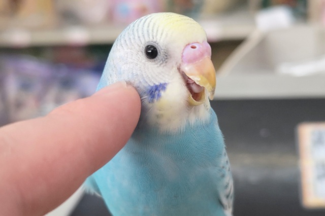 セキセイインコ