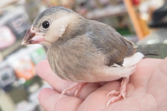 桜文鳥