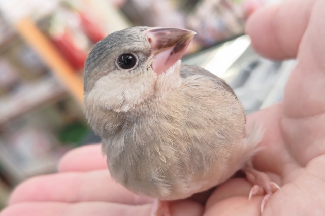 🌟最新画像🌟 元気いっぱい！桜咲くっ～🌸 桜文鳥🐣