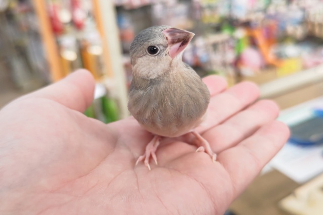 桜文鳥