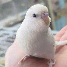 🌟最新画像🌟 元気いっぱいな天使さん～！？🪽 セキセイインコ(白ダブルファクター)