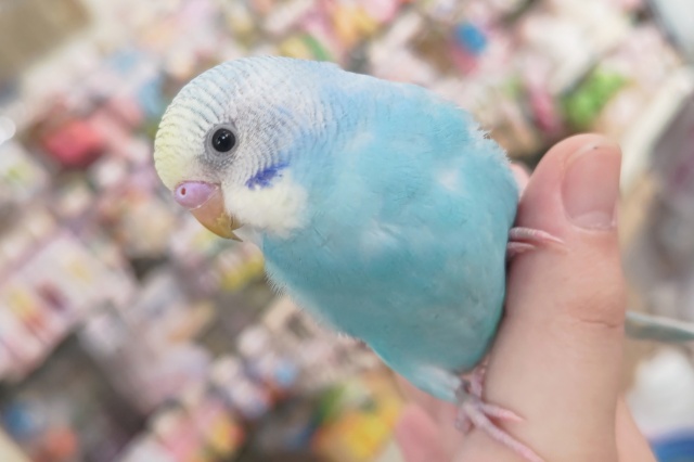 🌟最新画像🌟 青と黒が引き立て合う～🌈 セキセイインコ(レインボー系)