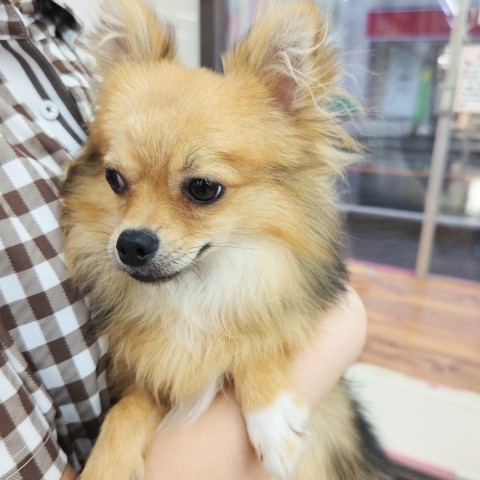 ポメチー（ポメチワ）