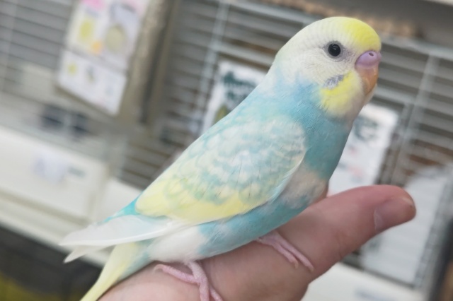 セキセイインコ