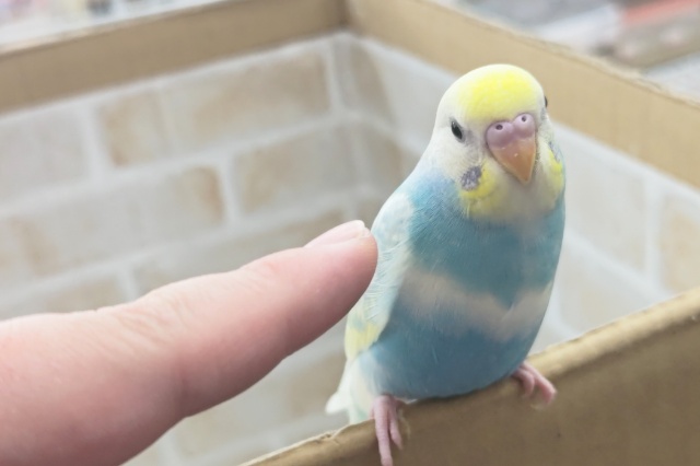 セキセイインコ