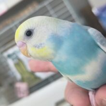 🌟最新画像🌟 絵に描いた様な色合い～🌈 セキセイインコ(パステルレインボースパングル)