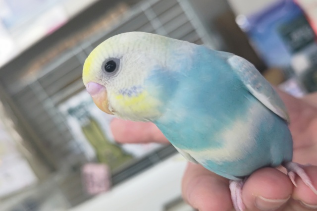 🌟最新画像🌟 絵に描いた様な色合い～🌈 セキセイインコ(パステルレインボースパングル)