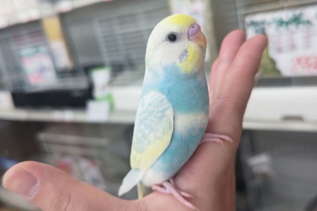 セキセイインコ