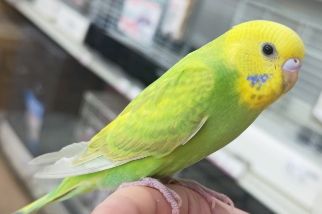 セキセイインコ