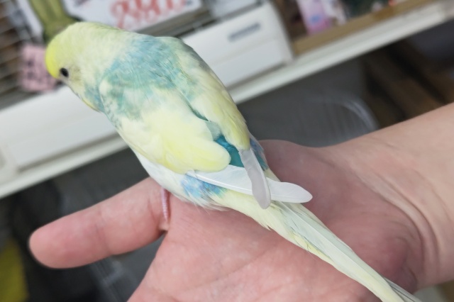 セキセイインコ