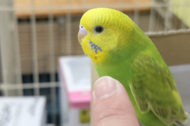 セキセイインコ