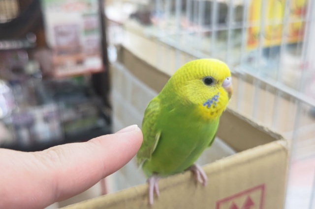 セキセイインコ