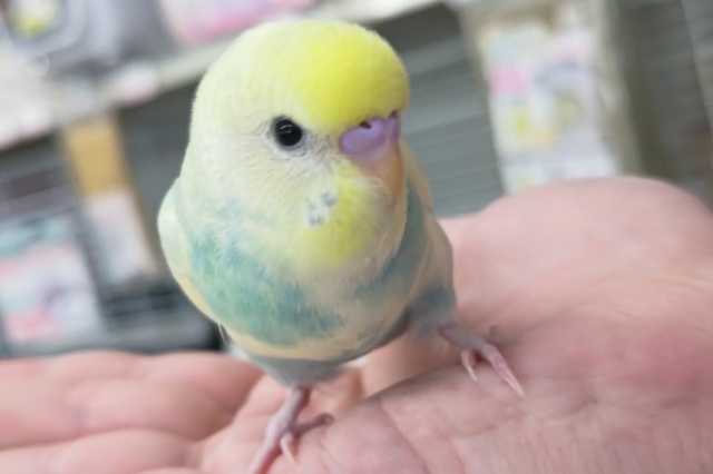 セキセイインコ