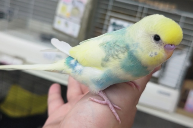 セキセイインコ