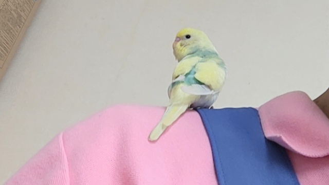 セキセイインコ