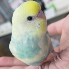 🌟最新画像🌟 まるでエメラルド～なレインボー💚 セキセイインコ(パステルレインボーパイド)