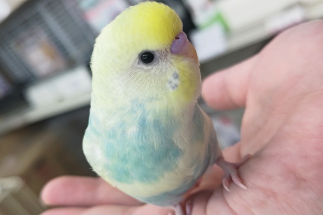 🌟最新画像🌟 まるでエメラルド～なレインボー💚 セキセイインコ(パステルレインボーパイド)