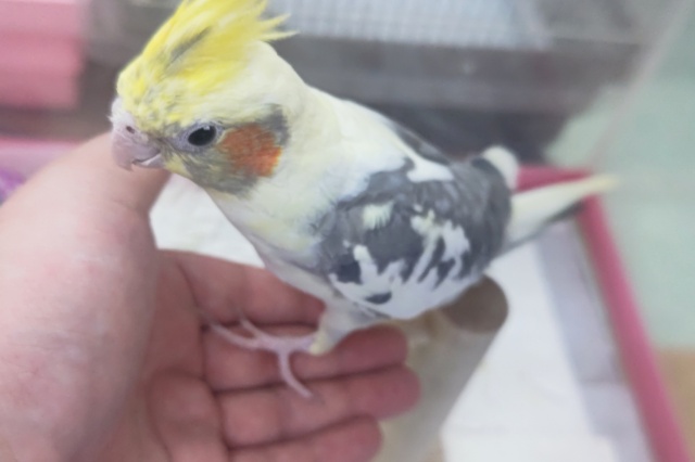 オカメインコ