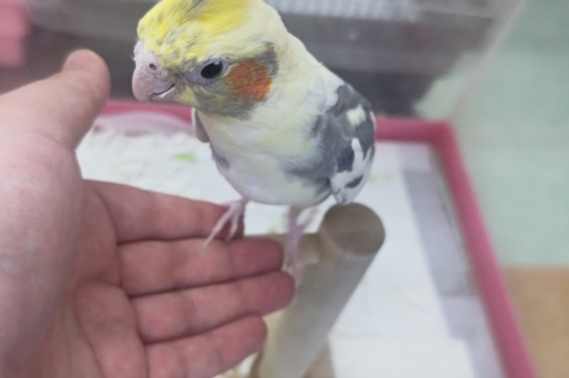 オカメインコ