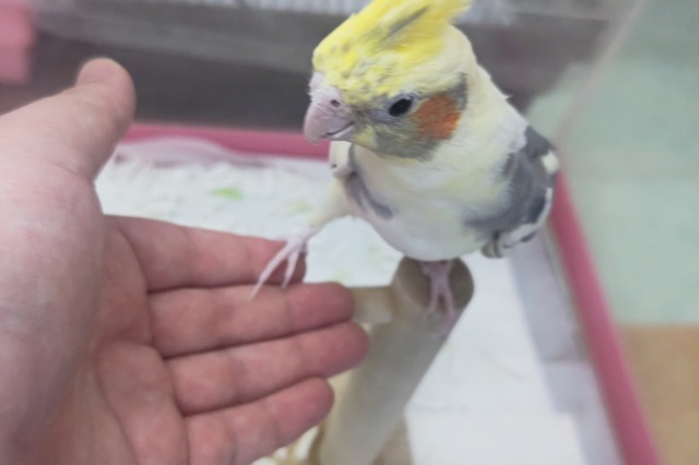 オカメインコ