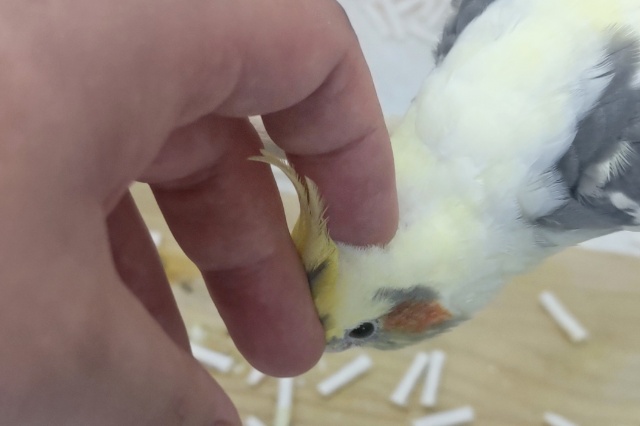 オカメインコ