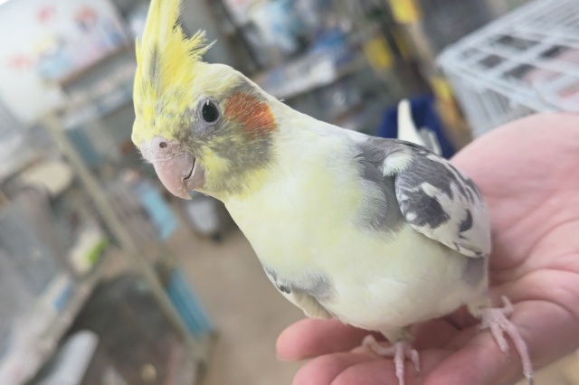 オカメインコ