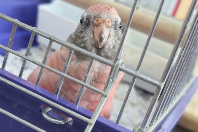 アキクサインコ（秋草インコ）