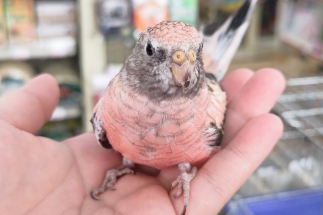 アキクサインコ（秋草インコ）