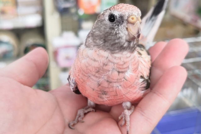 アキクサインコ（秋草インコ）