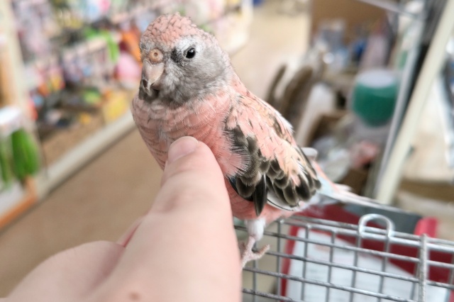 アキクサインコ（秋草インコ）