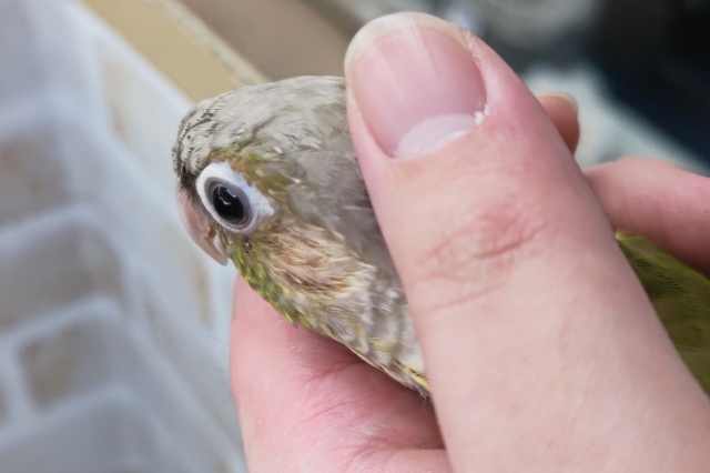 ホオミドリウロコインコ