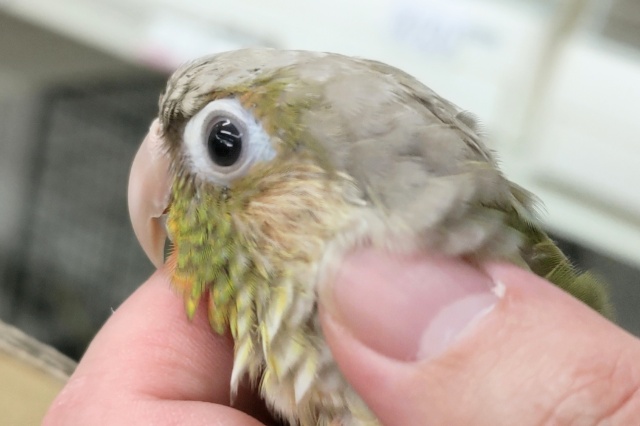 ホオミドリウロコインコ