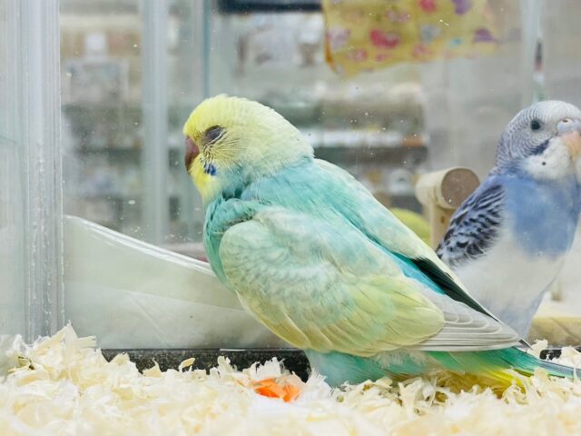 セキセイインコ