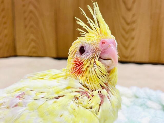 オカメインコ