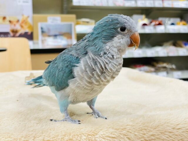 オキナインコ