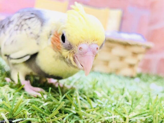 オカメインコ