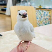 【最新画像更新🪄】高級感あるカラーに魅力がいっぱい💓シルバー文鳥　ヒナ