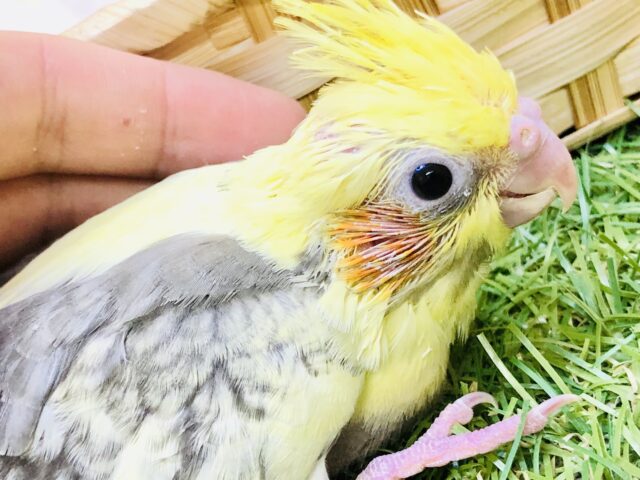 オカメインコ