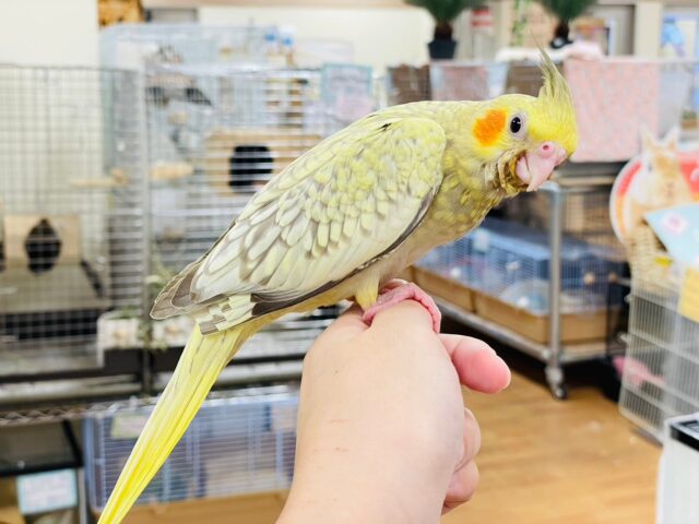 オカメインコ