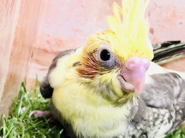 オカメインコ