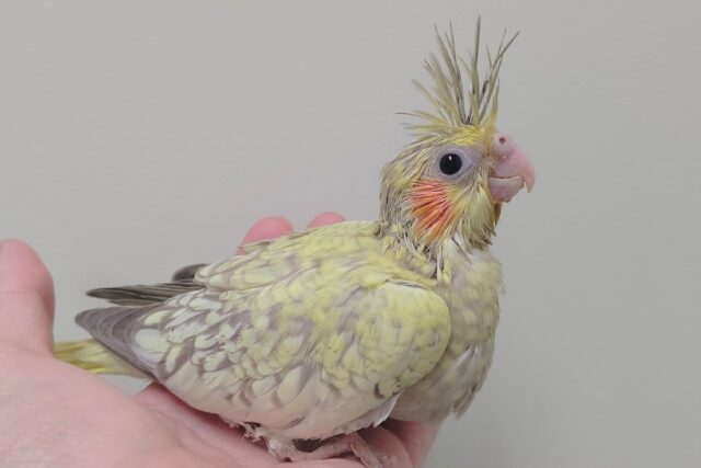 オカメインコ