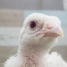 きました❗アルビノイワシャコも入荷‼️