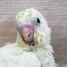 贅沢カラー。4色ハルクィン入荷！
